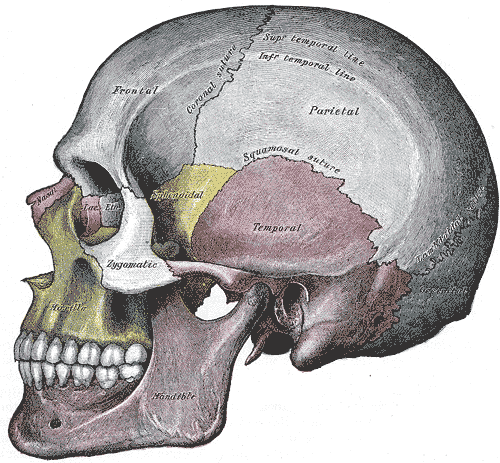 This diagram of the skull shows location of the cranial sutures, with reference to the mandible, zygomatic, temporal, parietal, temporal lines, coronal suture, frontal, nasal, and maxilla.