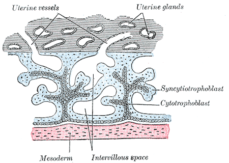 This is a drawing of chorionic villi. The syncytiotrophoblasts are identified within the endometrium and are seen attaching to the uterine wall to form chorionic villi.