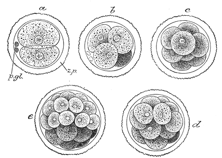 This is a drawing of cell cleavage. The cell stays the same size in all 5 drawings, but the zygotes inside the cell increase in number.