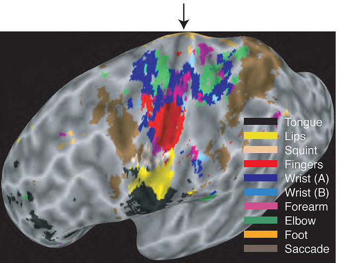 This map of the motor cortex indicates the regions of the brain that control specific areas of the body and actions, including tongue, lips, squint, fingers, wrist, forearm, elbow, foot, and saccade.