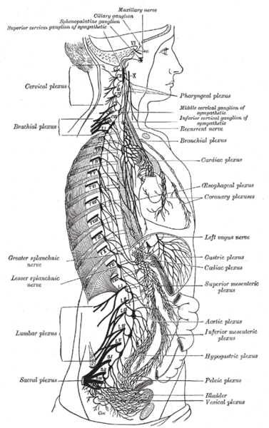 This is an anatomical drawing showing a schematic profile of a person. The sympathetic nervous system is seen to extend from the thoracic to lumbar vertebrae and has connections with the thoracic, abdominal aortic, and pelvic plexuses.