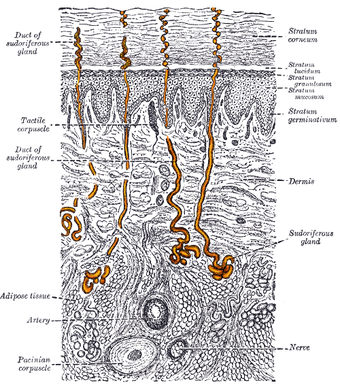 This is an image of a sweat gland. It is a magnified, sectional view of the skin, with the eccrine glands highlighted.