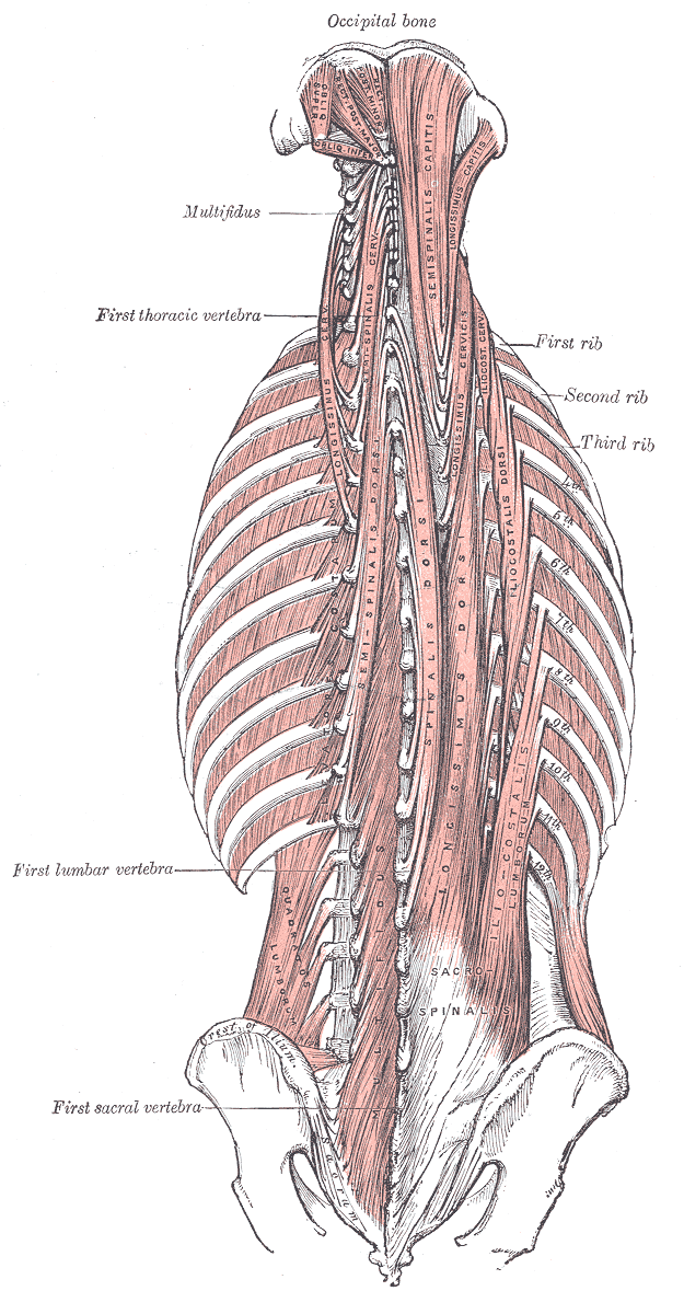This diagram depicts the back and neck muscles, the occipital bone, multifidus, first thoracic vertebrae, first lumbar vertebrae, first, second, and third rib, and first sacral vertebrae.