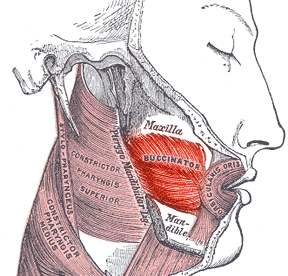 This diagram depicts the buccinator muscle in relation to the maxible, mandible, orbicularis oris, constrictor pharyngis superior, constrictor pharyngis medius.