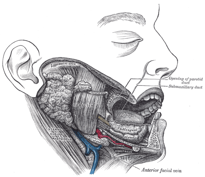 This diagram depicts the masseter muscle in relation to the opening of parotid duct, submaxillary duct, anterior facial vein, sternocleidomastoideus, lygomatic arch, parotid gland, tongue, and sublingual gland.