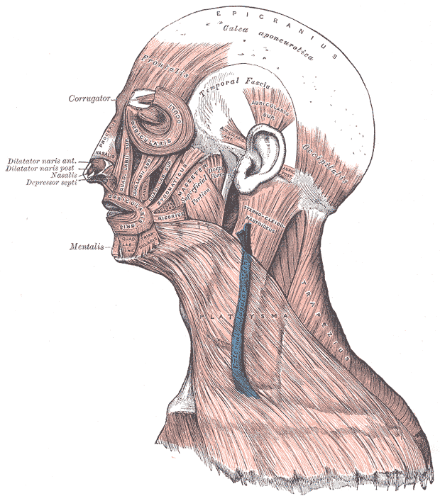 This diagram notes the facial muscles, including labels for the epicranius, temporal fascia, corrugator, frontalis, dilatator naris anterior and posterior, nasalis, depressor septi, mentalis.