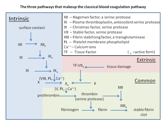 This is a diagram of the three pathways that make up the coagulation cascade. Terms include XII - Hageman factor, a serine protease; XI - plasma thromboplastin, antecedent serine protease; IX - Christmas factor, serine protease; VII - stable factor, serine protease; XIII - fibrin stabilizing factor, a transglutaminase; PL - platelet membrane phospholipid; Ca ++ - calcium ions; TF - tissue factor; a - active form.
