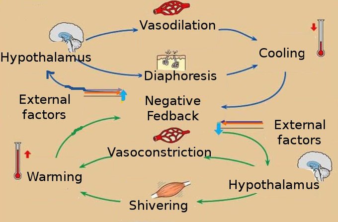 A diagram of homeostatic controls. When external factors like cold affect the body, the hypothalamus responds by causing vasoconstriction and shivering in order to warm the body. As long as the external factors persist, so will the internal cycle of warming. Once the body is too hot relative to external factors, the hypothalamus will cause vasodilation and diaphoresis to cool the body. The body takes in feedback from outside it to 