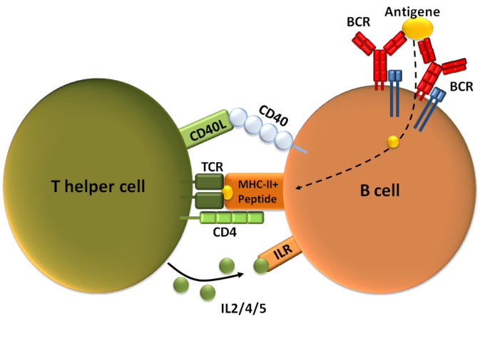 This diagram of T-dependent B cell activation indicates T helper cells, CD40, CD40L, TCR, MHC II peptide, ILR, B cell, BCR, and antigen.