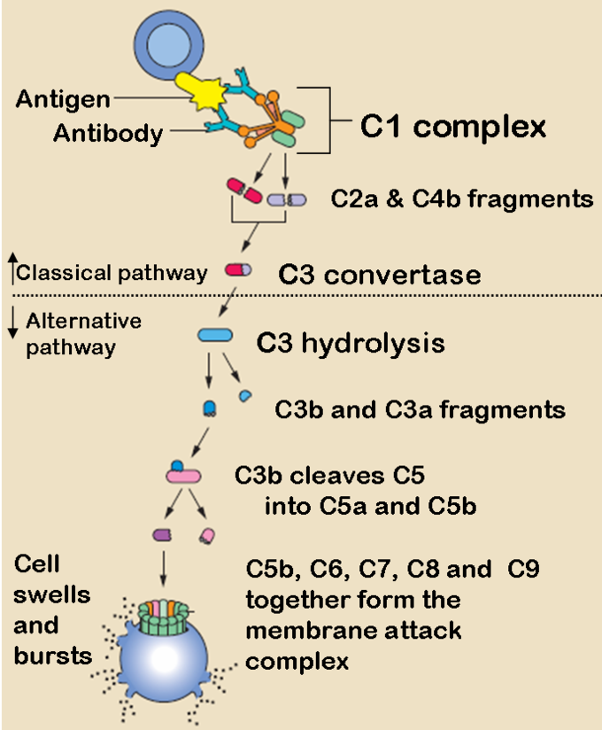 This diagram outlines the classical and alternative pathways as described in the text.