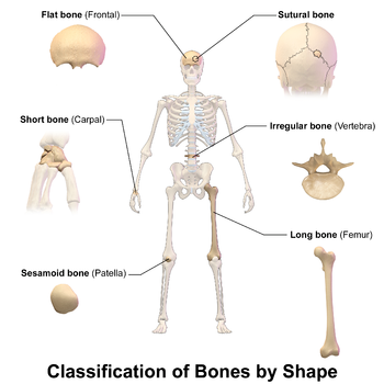 This image show the different bone classifications, based on shape, that are found in a human skeleton. These are flat bone, sutural bone, short bone, irregular bone, sesamoid bone, and long bone.