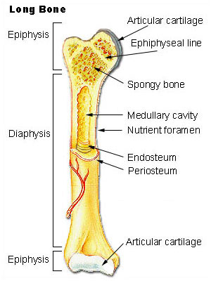 This is a drawing of a long bone (femur). It shows how a long bone is longer than it is wide. Growth occurs by a lengthening of the diaphysis, located in the center of the long bone.