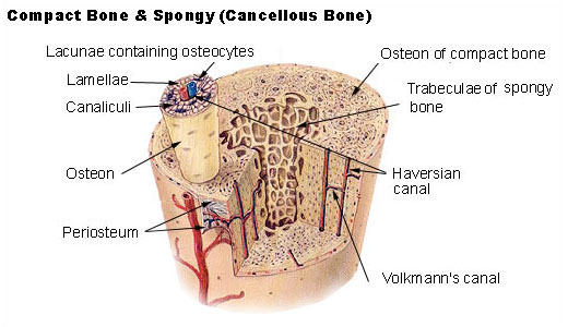 This is a color drawing of compact bone and spongy bone. The hard outer layer of bones is shown to be made of compact bone tissue, so-called due to its minimal gaps and spaces. Its porosity is 5–30%. Inside the interior of the bone is the trabecular bone tissue, an open cell, porous network that is also called cancellous or spongy bone.