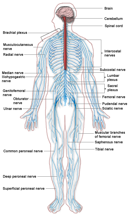 This image depicts the major parts of the nervous system, including brain, cerebellum, spinal cord, intercostal nerves, subcostal nerve, lumbar plexus, sacral plexus, femoral nerve, pudendal nerve, sciatic nerve, muscular branches of femoral nerve, saphenous nerve, tibial nerve, superficial peroneal nerve, deep peroneal nerve, common peroneal nerve, ulnar nerve, obturator nerve, genitofemoral nerve, iliohypogastric nerve, median nerve, radial nerve, musculocutaneous nerve, and brachial plexus.