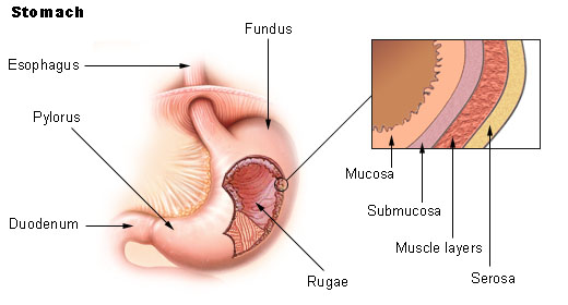The stomach is illustrated, with a closeup view of the layers of stomach lining: the mucosa, submucosa, muscularis, and serosa.