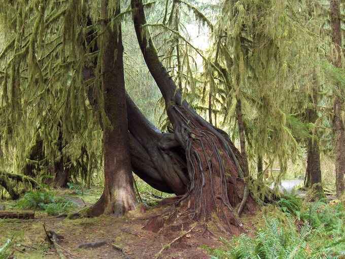 This image shows plant growth in the Hoh rainforest, specifically trees and foliage that are able to adapt to conditions in this environment.