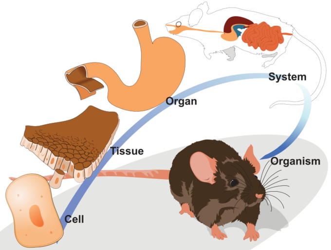 This image provides an example of the levels of organization in a living organism, with illustrations of a cell, of tissue, of the stomach (organ), and of the full digestive system.