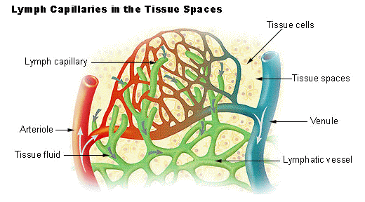 This diagram of lymph capillaries indicates the tissue cells, vessels, tissue spaces, venule, arteriole, tissue fluid, and lymphatic vessel.