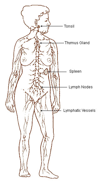 This diagram of the lymphatic system indicates the tonsil, thymus gland, spleen, lymph nodes, and lymphatic vessels.