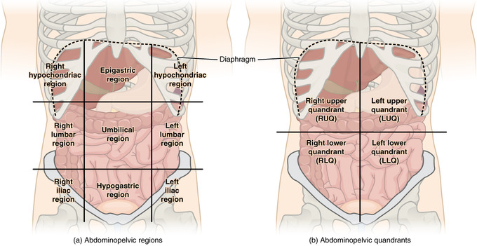 This image illustrates the organs included in the four quadrants and nine regions as described above.