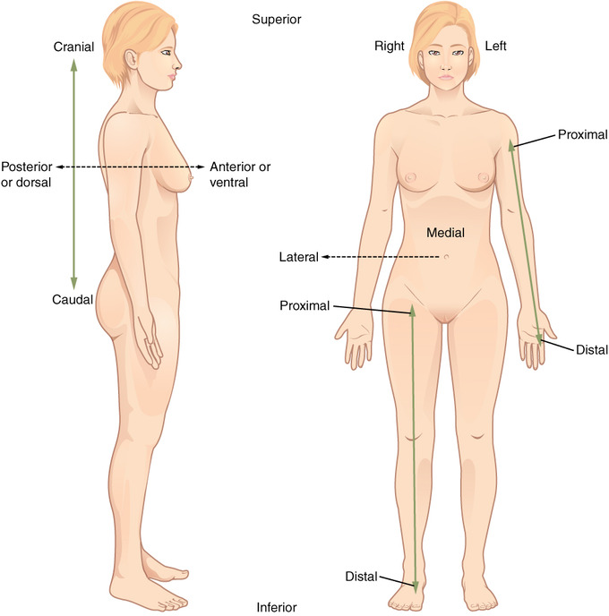 This image shows two female figures to demonstrate correct anatomical position labeling. The figure at left is turned to the side, with labels indicating that cranial refers to features toward the head while caudal refers to features that are closer to the feet. The front of the body is referred to as anterior or ventral, while the back is referred to as posterior or dorsal. The figure at right is facing forward in standard anatomical position. Labels indicate that proximal and distal are used to refer to the top and bottom of limbs, respectively. Medial is the term used for the center of the body, and lateral refers to features that are parallel to the medial.