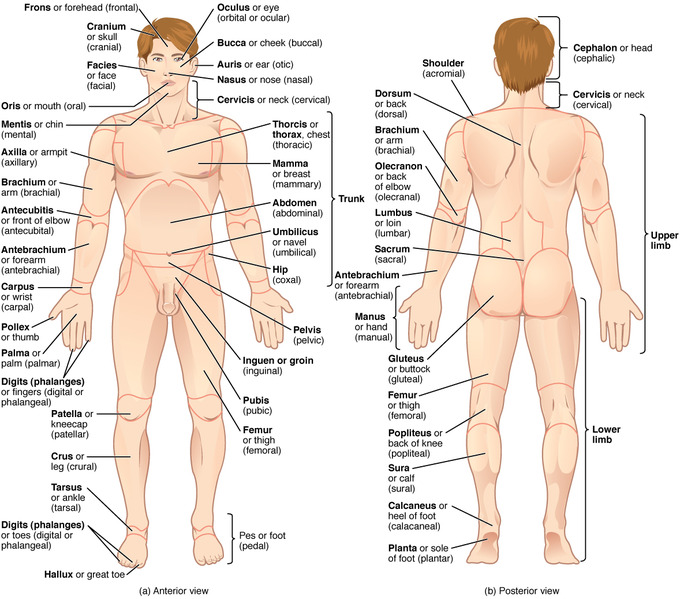 Diagram of male body in standard anatomical position, with all regions and features labeled along with the appropriate adjective for that feature. Anterior view, from top: Frons or forehead (frontal), cranium or skull (cranial), ocolus or eye (ocular), bucca or cheek (buccal), auris or ear (aural), facies or face (facial), nasus or nose (nasal), oris or mouth (oral), cervicis or neck (cervical), mentis or chin (mental), thorax or chest (thoracic), mamma or breast (mammary), axilla or armpit (axillary), brachium or arm (brachial), antecubitis or front of elbow (antecubital), antebrachium or forearm (antebrachial), carpus or wrist (carpal), pollex or thumb, palma or palm (palmar), digits or phalanges or fingers (phalangeal), abdomen (abdominal), umbilicus or navel (umbilical), hip (coxal), pelvis (pelvic), inguen or groin (inguinal), pubis (pubic), femur or thugh (femoral), patella or kneecap (patellar), crus or leg (crural), tarsus or ankle (tarsal), digits or phalanges or toes (digital or phalangeal), pes or foot (pedal). Posterior view from top: Cephalon or head (cephalic), shoulder (acromial), dorsum or back (dorsal), brachium or arm (brachial), olecranon or back of elbow (olecranial), lumbus or loin (lumbar), sacrum (sacral), antebrachium or forearm (antebrachial), manus or hand (manual), gluteus or buttock (gluteal), femur or thigh (femoral), popliteus or back of knee (popliteal), sura or calf (sural), calcaneus or heel of foot (calacaneal), planta or sole of foot (plantar). Also labeled: Upper limb, which is the arm extending from shoulder to fingertip, and lower limb which is the leg extending from thigh to toe.