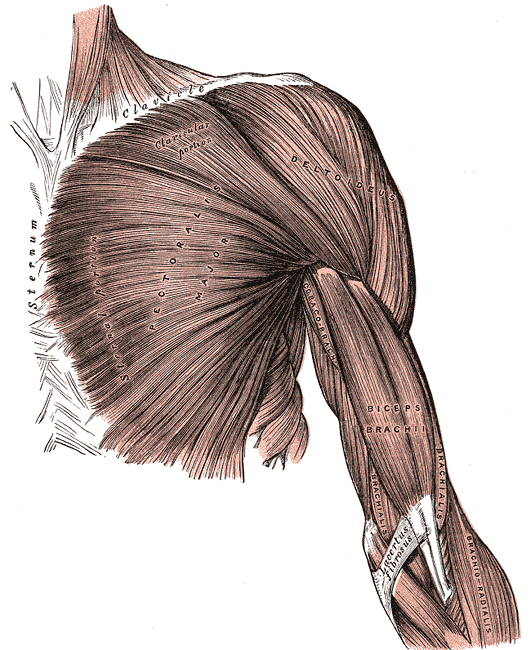 This diagram shows the biceps brachii in relation to the pectoralis major, brachialis, and deltoideus muscles.