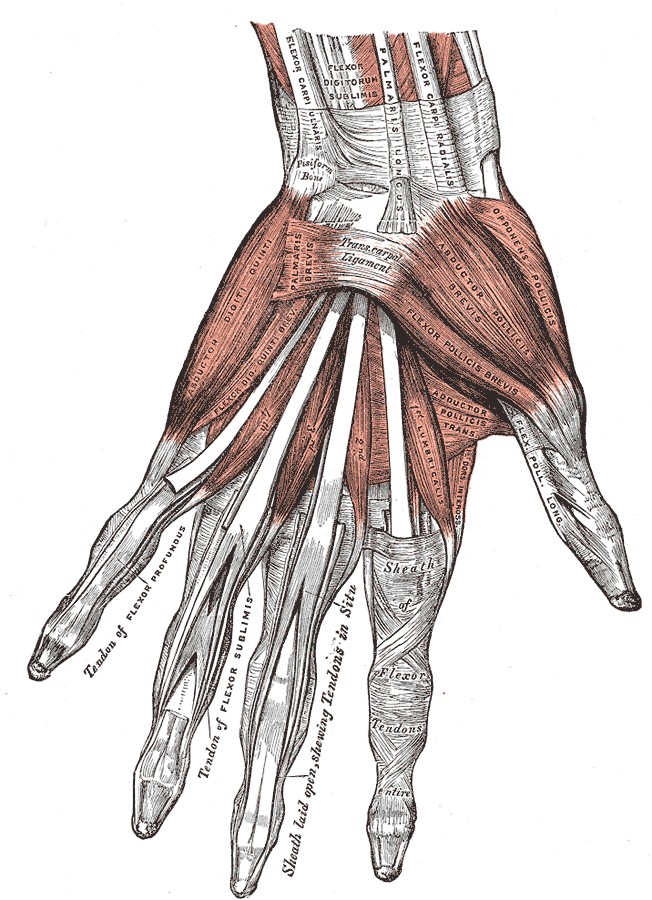 This diagram depicts the muscles of the hand, including palmaris brevis, abductor digiti quinti, opponens pollicis, abductor pollicis brevis, flexor pollicis brevis, adductor pollicis trans, and flexor digitorum sublimis.