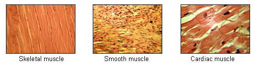 The illustration shows three closeup, color photographs of muscle types. The cardiac and skeletal muscle types display regular, repeating patterns of sarcomeres. The smooth muscle displays random patterns. Both cardiac and smooth muscle are involuntary while skeletal muscle is voluntary.