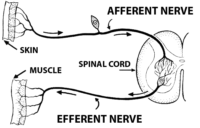 This is a schematic drawing of efferent and afferent nerve transmission to and from peripheral tissue and spinal cord. It shows the afferent nerve running from the skin to the spinal cord, then it shows the efferent nerve running from the spinal to a muscle.