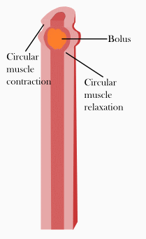 This is an animated diagram of the gastrocolic reflex, one of a number of physiological reflexes that control the motility, or peristalsis, of the gastrointestinal tract. The bolus is seen descending the tube-like esophagus, as circular muscle contraction and relaxation move it down.