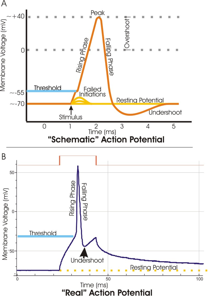 These graphs depict schematic and real action potential with terms including peak, overshoot, rising phase, falling phase, threshold, failed initiations, resting potential, stimulus, and undershoot.