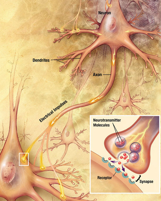 This diagram of the workings of a neurotransmitter includes the terms neuron, dendrites, axon, electrical impulses, neurotransmitter molecules, receptor, synapse.