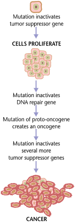 This is a chart of the pathway of cancer development. It shows how cancer develops due to mutations that inactivates the tumor suppressor gene and causes cells to proliferate. This causes the DNA repair gene to inactivate, which helps create an oncogene, which inactivates more tumor suppressor genes and leads to cancer.