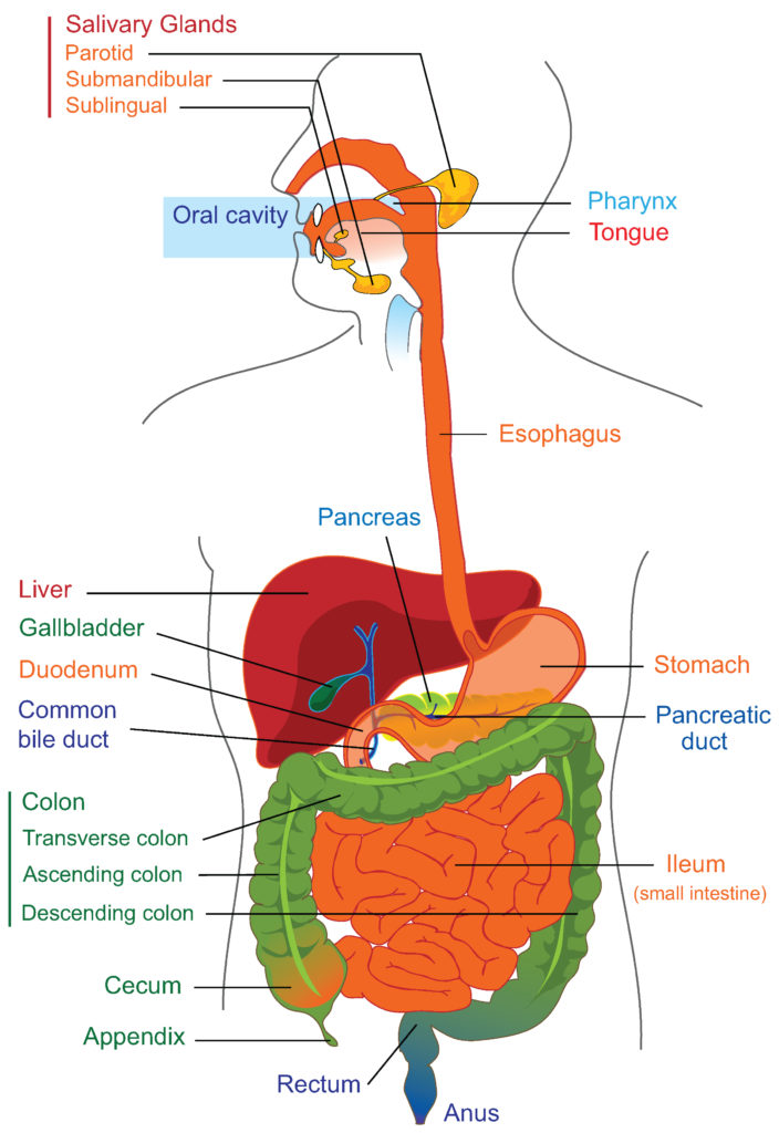 The major organs of the human gastrointestinal system are identified in this drawing. The upper gastrointestinal tract consists of the esophagus, stomach, and duodenum. The lower gastrointestinal tract includes most of the small intestine and all of the large intestine. According to some sources, it also includes the anus.