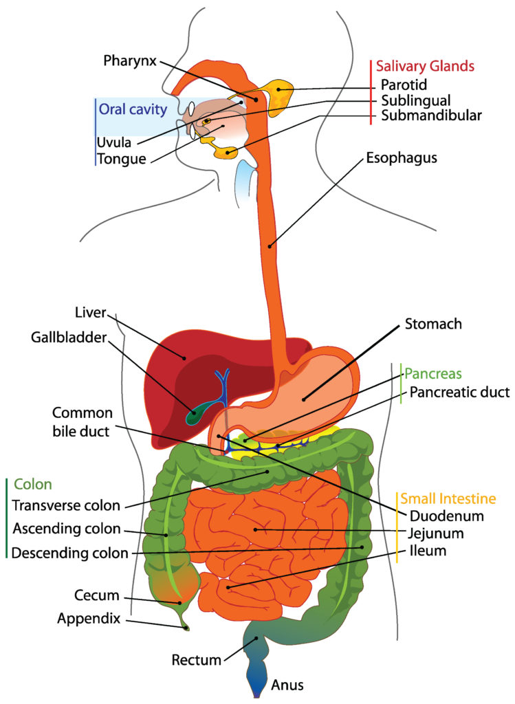 This diagram shows the relationship between the various organs of the digestive system. It shows how the oral cavity connects to the esophagus and descends into the stomach and then the small intestine. It then connects to the large intestine, then the rectum, and, finally, the anus.