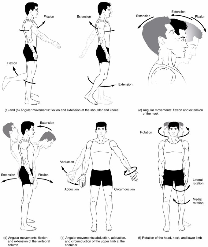 This diagram depicts various muscle movements. From left: Angular movements, flexion and extension at the shoulders and knees; Angular movements, flexion and extension of the neck; Angular movements, flexion and extension of the vertebral column; Angular movements, abduction, adduction, and circumduction of the upper limb at the shoulder; Rotation of the head, neck, and lower limb.