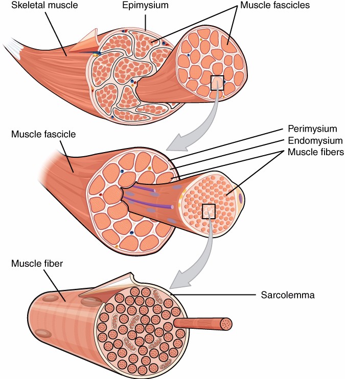 This diagram depicts the organization of connective tissue in the structure of the muscle. Terms include skeletal muscle, epimysium, muscle fascicles, perimysium, endomysium, muscle fibers, sarcolemma.