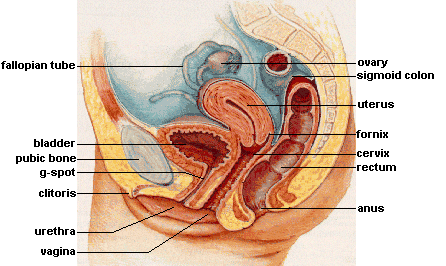 This diagram of the female reproductive system indicates the Fallopian tube, bladder, G-spot, clitoris, pubic bone, urethra, vagina, ovary, sigmoid colon, fornix, cervix, rectum, and anus.