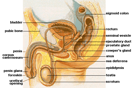 This diagram of the male reproductive organs indicates the bladder, pubic bone, penis, corpus cavernosum, penis glands, foreskin, urethral opening, scrotum, testis, epididymis, vas deferens, anus, Cowper's gland, prostate gland, ejaculatory duct, seminal vesicle, rectum, and sigmoid colon.
