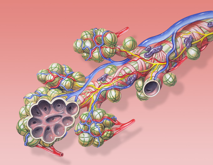 This is an illustration of bronchial anatomy. It shows a cutaway view of the pulmonary alveoli as the terminal ends of the respiratory tree, outcropping from either alveolar sacs or alveolar ducts, which are both sites of gas exchange with the blood.