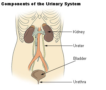 This is an illustration of the major organs of the renal system. In this schematic view of the urinary system, shown in descending order, we see the kidney, ureter, bladder, and urethra.