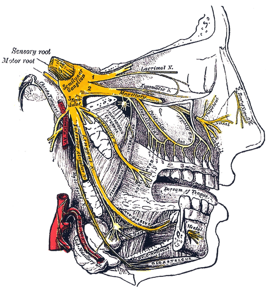 This is an anatomical drawing of the head that shows its nerves. In an ice cream headache, known colloquially as brain freeze and medically as a cold-stimulus headache, the trigeminal nerve, shown in yellow, conducts signals from dilating blood vessels in the palate to the brain that interpret the pain as coming from the forehead.