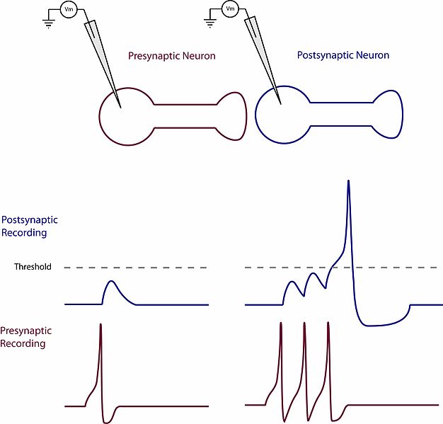 Temporal summation, shown in the diagram, is the transmitting of signals with increased frequency of impulse, thus increasing the strength of signals in each fiber. Temporal summation is a potent mechanism for generation of referred muscle pain. The diagram shows a neuron receiving a pain stimulus. The stimulus causes a spike in the presynatpic neuron diagram, and this spike gets amplified in the postsynaptic neuron diagram, making its signal cross over the threshold of consciousness to register pain.