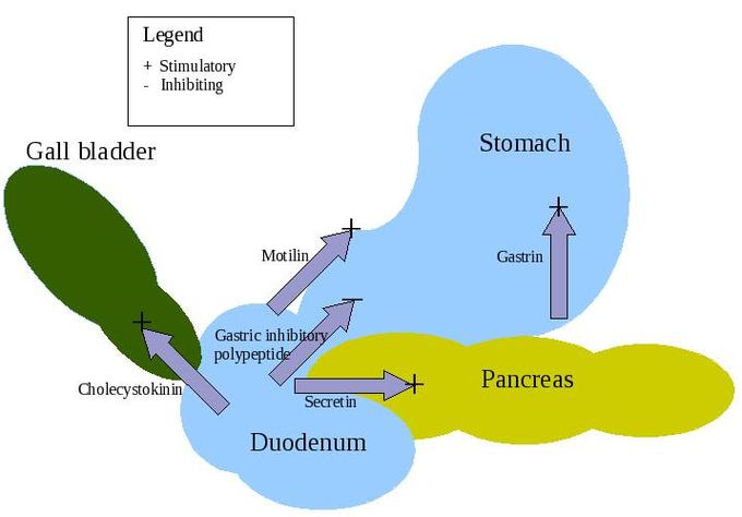 This is a diagram of the digestive hormones. The major digestive hormones are labeled in their respective organs.