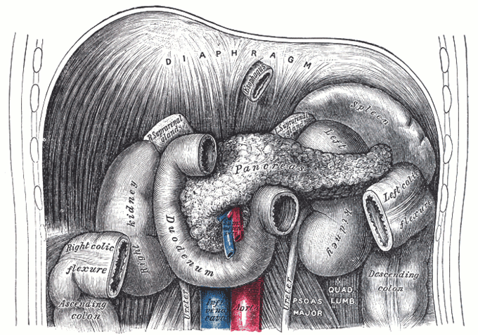 An anatomical drawing of the abdomen with its organs labeled. The intestinal phase of digestion occurs in the duodenum, the first segment of the small intestine.