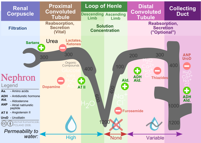 A diagram of the nephron that shows, from left to right: filtration in the renal corpuscle, vital reabsorption and secretion in the proximal convoluted tubule, solution concentration in the loop of Henle, and optional reabsorption and secretion in the distal convoluted tubule and the collecting duct.