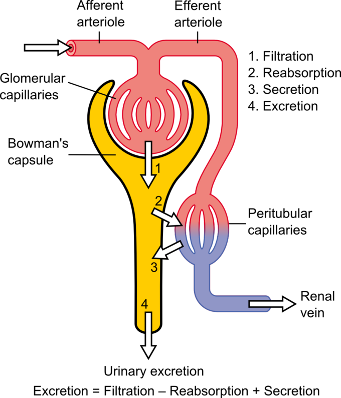This is a diagram that shows the basic physiologic mechanisms of the kidney and the three steps involved in urine formation, namely filtration, reabsorption, secretion, and excretion.