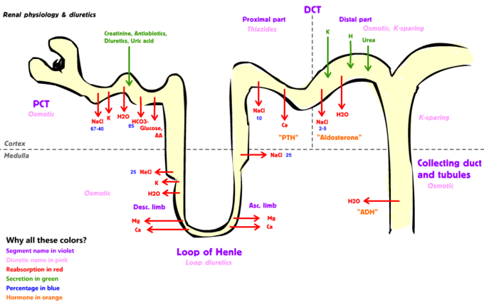 This illustration demonstrates the physiology of a normal kidney, showing where some types of diuretics act, and what they do. For instance, loop diuretics work in the loop of Henle and osmotic diuretics work in the collecting duct and tubule.
