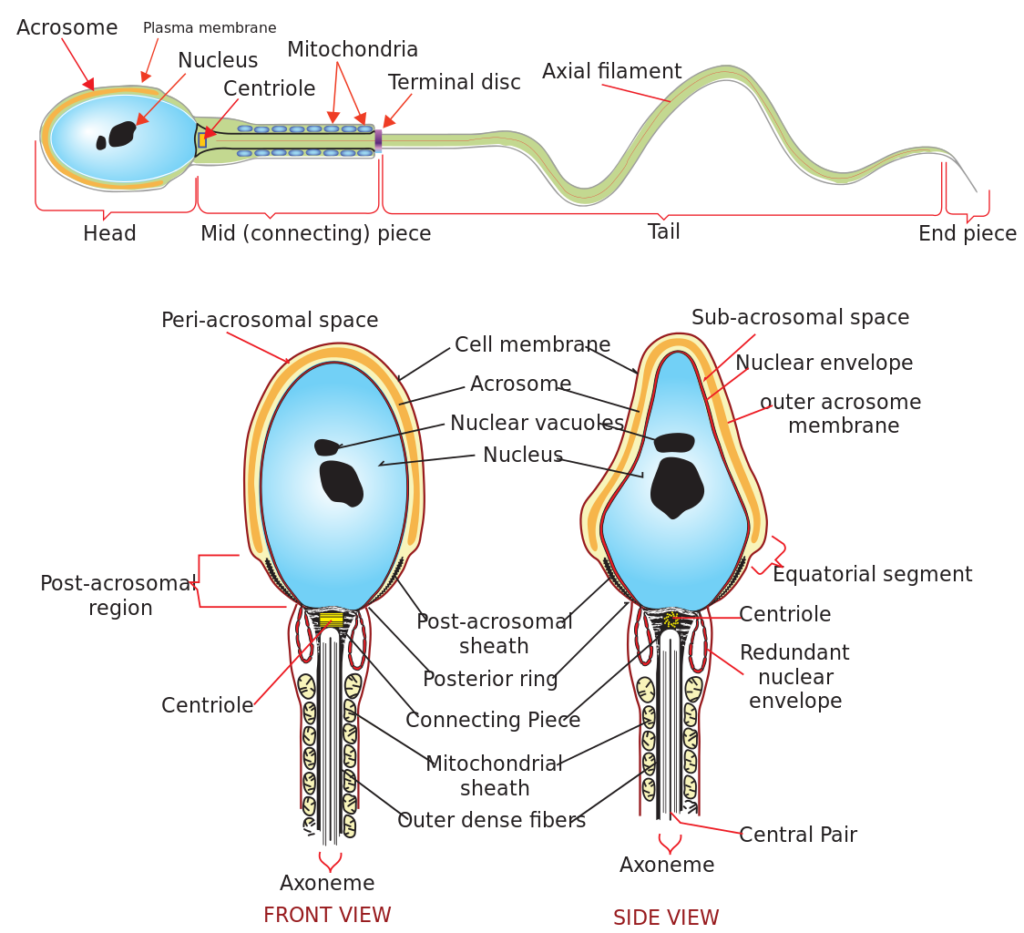 This sperm diagram indicates the acrosome, plasma membrane, nucleus, centriole, mitochondria, terminal disc, axial filament, head, midpiece, tail, endpiece, periacrosomal space, cell membrane, acrosome, nuclear vacuoles, nucleus, nuclear envelope, subacrosomal space, outer acrosome membrane, ecuatorial segment, postacrosomal region, postacrosomal sheet, posterior ring, connecting piece, redundant nuclear envelope, mitochondrial sheath, outer dense fibers, central pair, and axoneme.